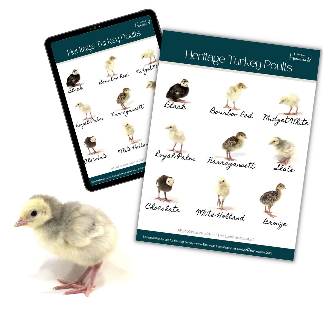 Baby Heritage Turkey Breeds Poster Download